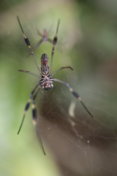 Spotting Image 1