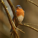 Eastern Bluebird