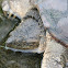 Common Snapping Turtle