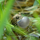 Singing Frog