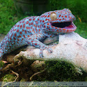 Tokay gecko