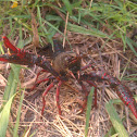 Red swamp crawfish