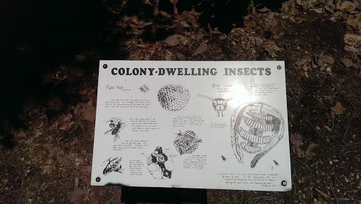 Colony Dwelling Insects