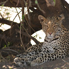 Leopard