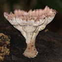 Holy Grail mushroom