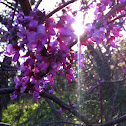 Eastern Redbud or Texas Redbud