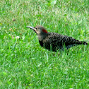 Northern Flicker