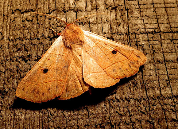 Spotting Image 1