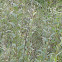 Palm Warbler