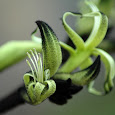 Flowers of Oceania