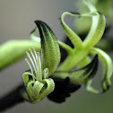 Black kangaroo paw