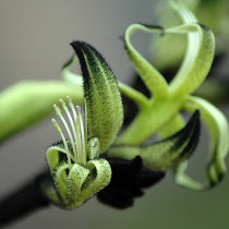 Flowers of Oceania