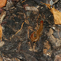 Centipede