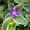 Variegated Vinca