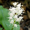 Canada Mayflower