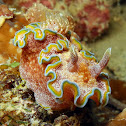 Girdled Glossodoris