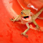 Garden Lizard