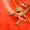 Garden Lizard