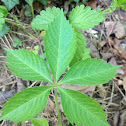 Virginia Creeper