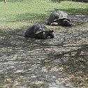 giant asian pound turtle