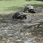 giant asian pound turtle