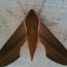 Tersa Sphinx Moth
