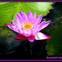 lotus