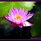 lotus