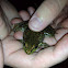 Green Frog
