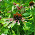 purple coneflower