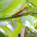 Insecto