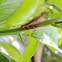 Insecto