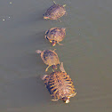 Red-eared Sliders