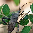 Leaf-footed bug