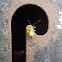 Assassin bug nymph 