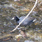 American Coot