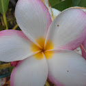 Plumaria