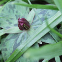 Bloody butcher or Prairie trillium