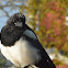 Eurasian Magpie (Juvenile)