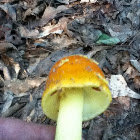 Amanita