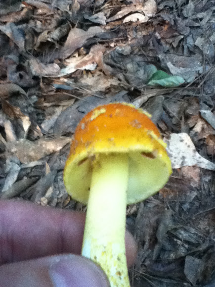Spotting Image 1