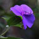 Tibouchina heteromalla