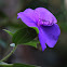 Tibouchina heteromalla