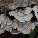 False Turkey-Tail