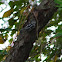 Black and White Warbler