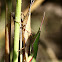 長頭蝗 grasshoppers