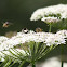 Common Wasp