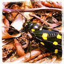 Speckled Black Cicada