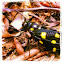 Speckled Black Cicada