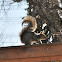 eastern gray squirrel